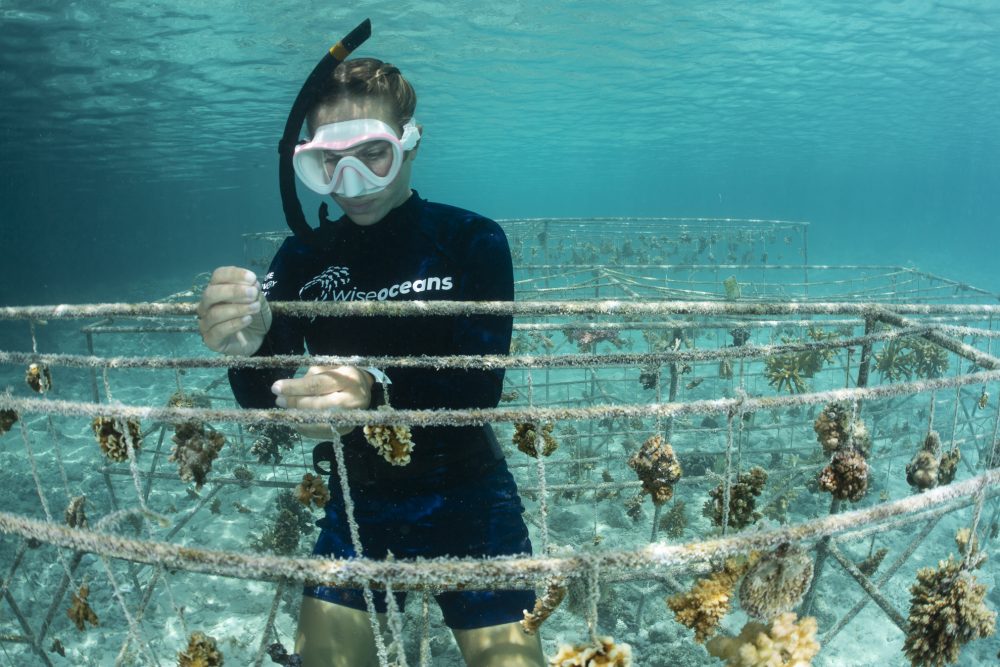 Marine biologist adding fragment to nursery