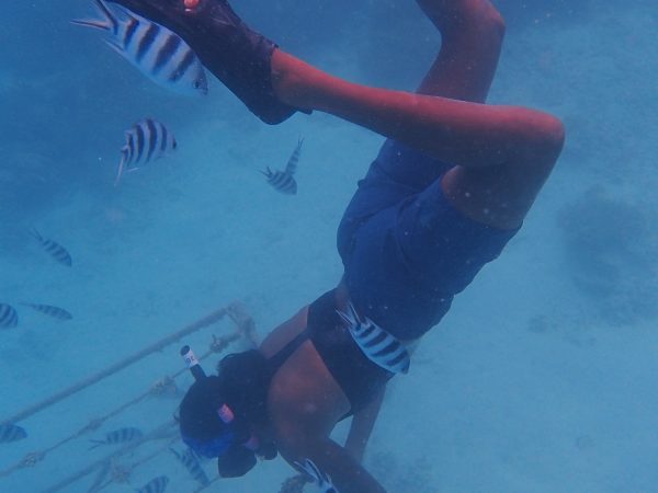 Cleaning coral reef nursery underwater