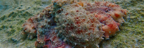 Female octopus colour change