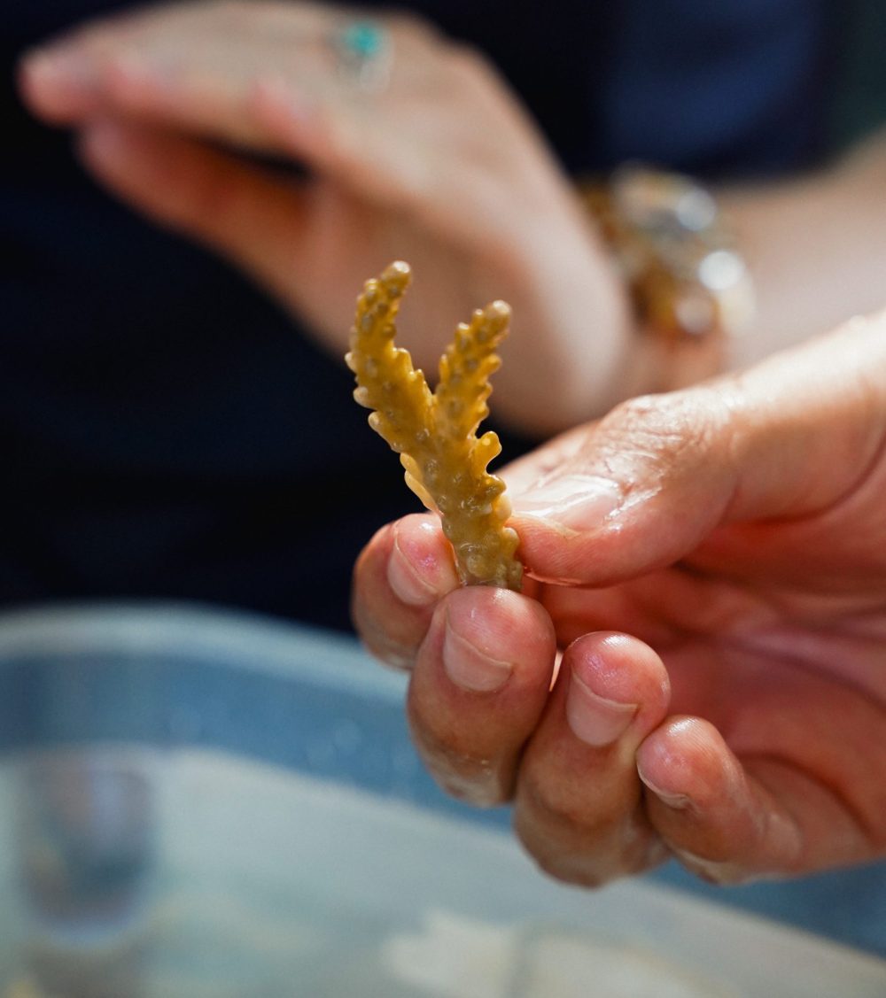 Person holding coral fragment