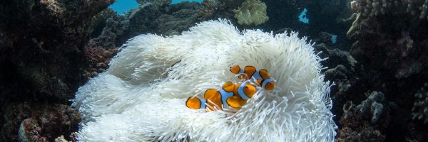 Bleached coral and a clownfish
