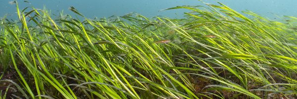 Seagrass meadow
