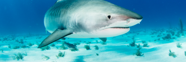 Tiger Shark