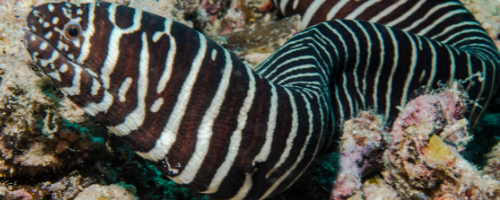 Zebra Moray Eel