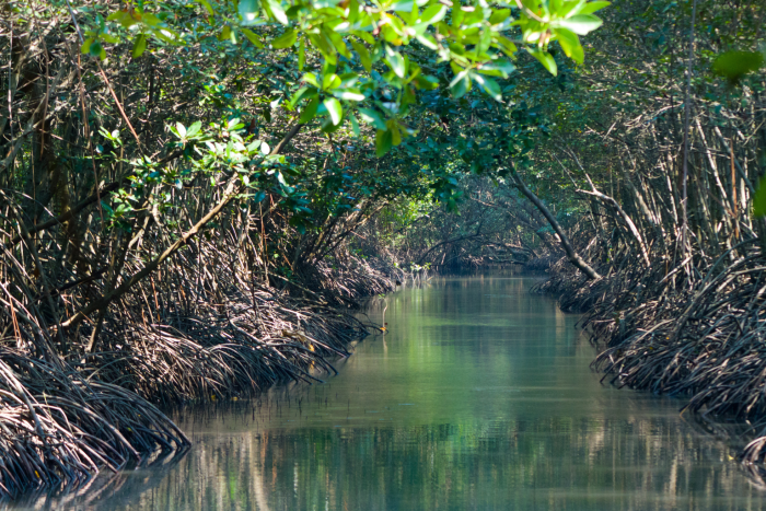 Mangrove trees 