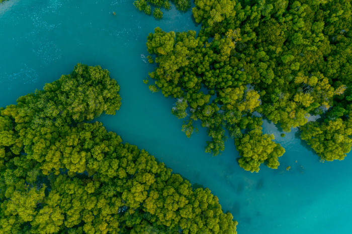 Mangroves from above 
