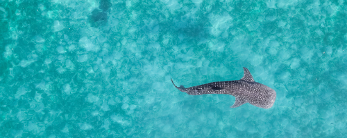 Whale Shark from above