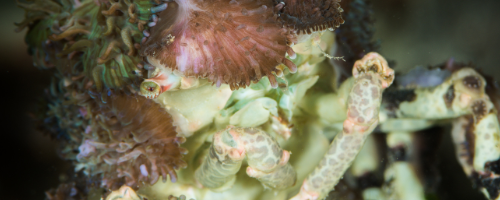 decorator crab covered in sea anemone