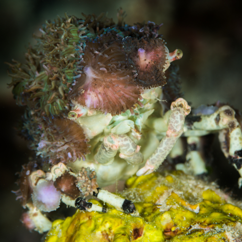 decorator crab covered in sea anemone