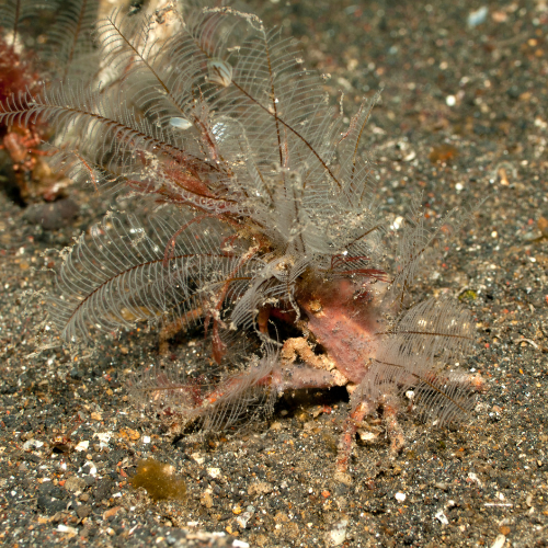Decorator crab covered in seaweed