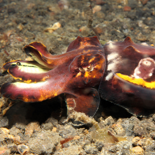 Flamboyant cuttlefish on ocean floor