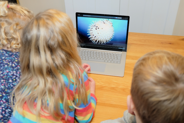 two kids from the back looking at a laptop screen which is featuring the image of a puffer fish