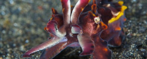 Flamboyant cuttlefish
