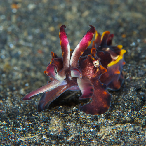 Flamboyant cuttlefish