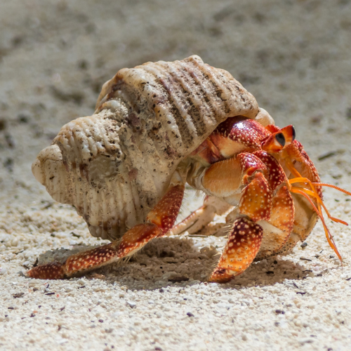 Hermit crab