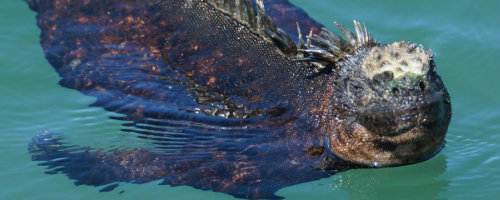 Marine Iguana swimming