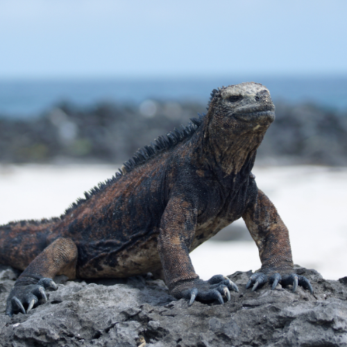 Marine Iguana on rock
