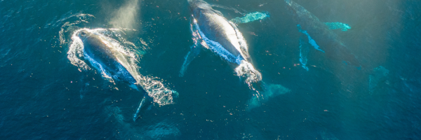 Majestic Humpback Whales