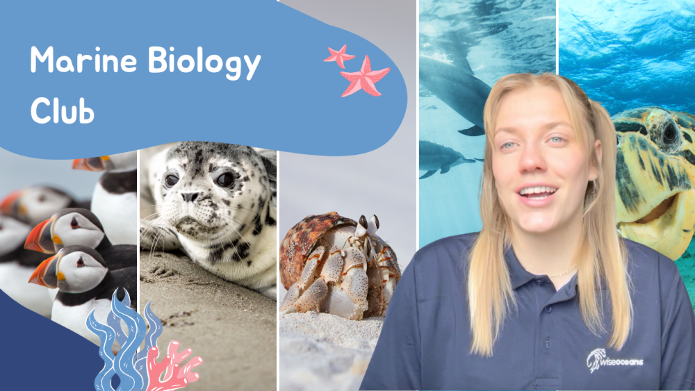 YouTube Advertising Collage - Marine Biology Club