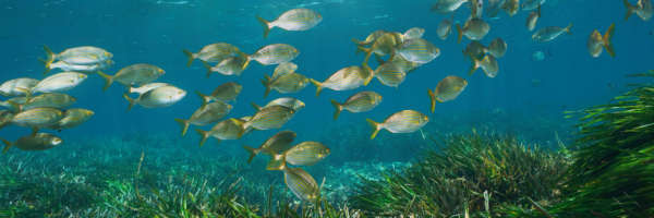 Happy Headline 1 - New seagrass habitat discovered