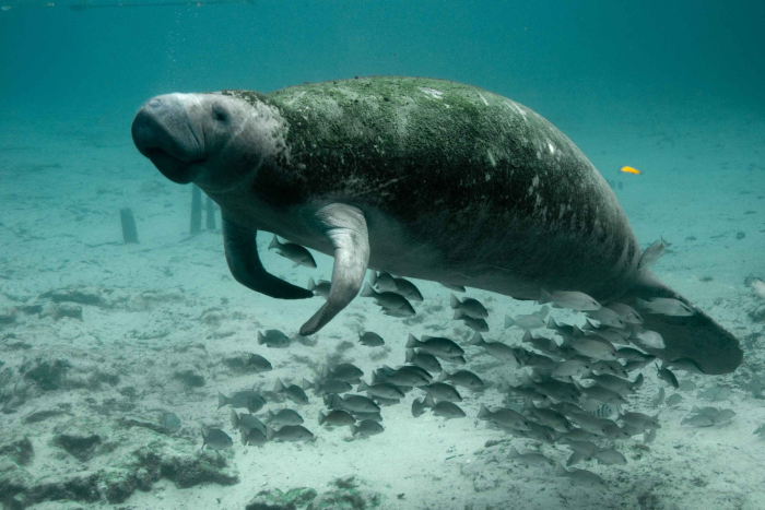 Manatee