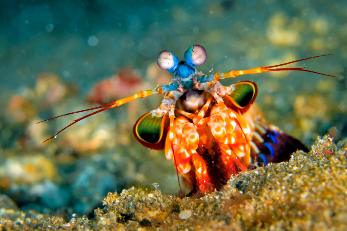 Peacock mantis shrimp