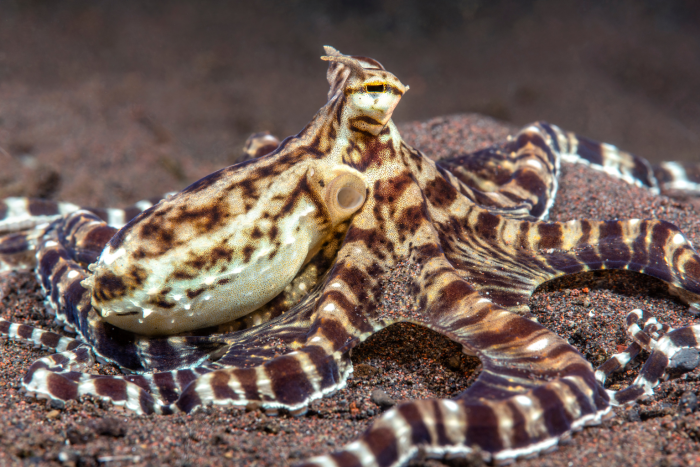 Mimic octopus