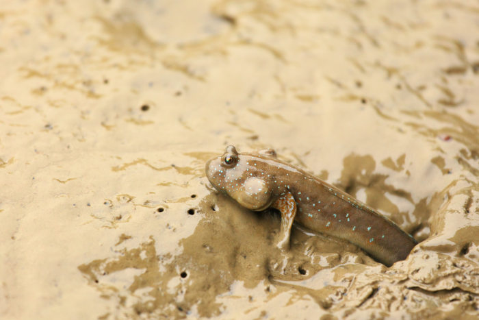 Mud skipper