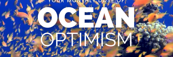 Ocean Optimism text on fishy background