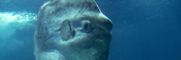 ocean sunfish