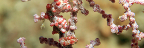 Pygmy sea horse