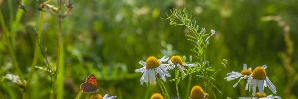 Meadow Biodiversity