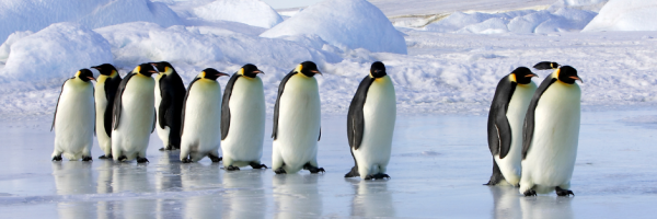 Emperor Penguin
