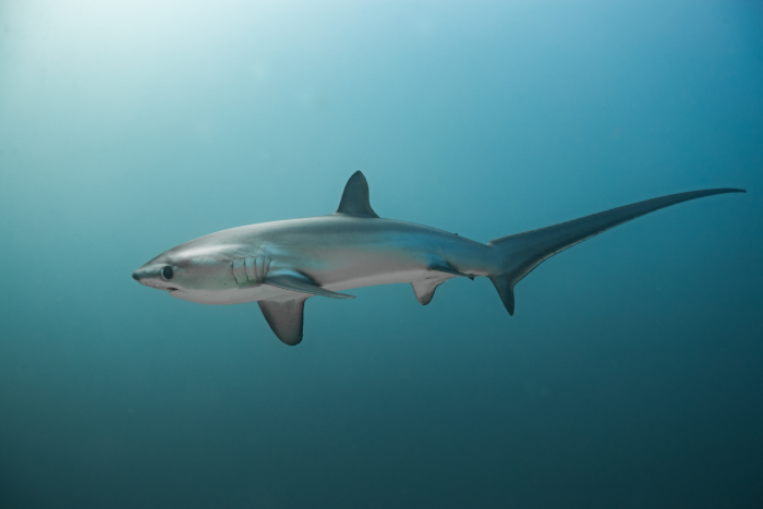 Thresher shark