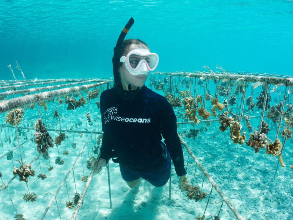 WiseOceans Marine Biologist Underwater near Coral Nursery