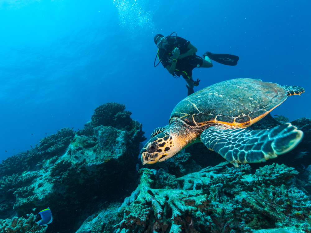 Diver underwater with sea turtle