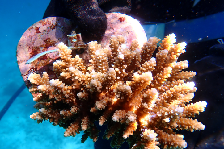 Underwater coral fragment on a metal heart
